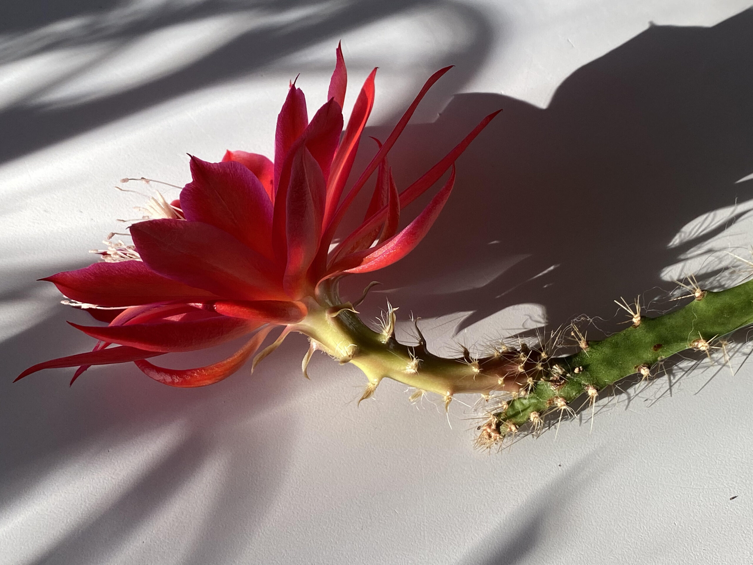 Disocactus hybrid – ‘Angela Paetz’ – Epiphytic Cacti