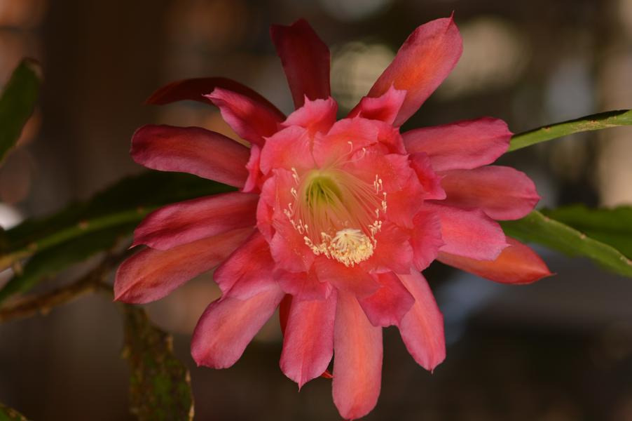 Disocactus hybrid – ‘American Sweetheart’ – Epiphytic Cacti