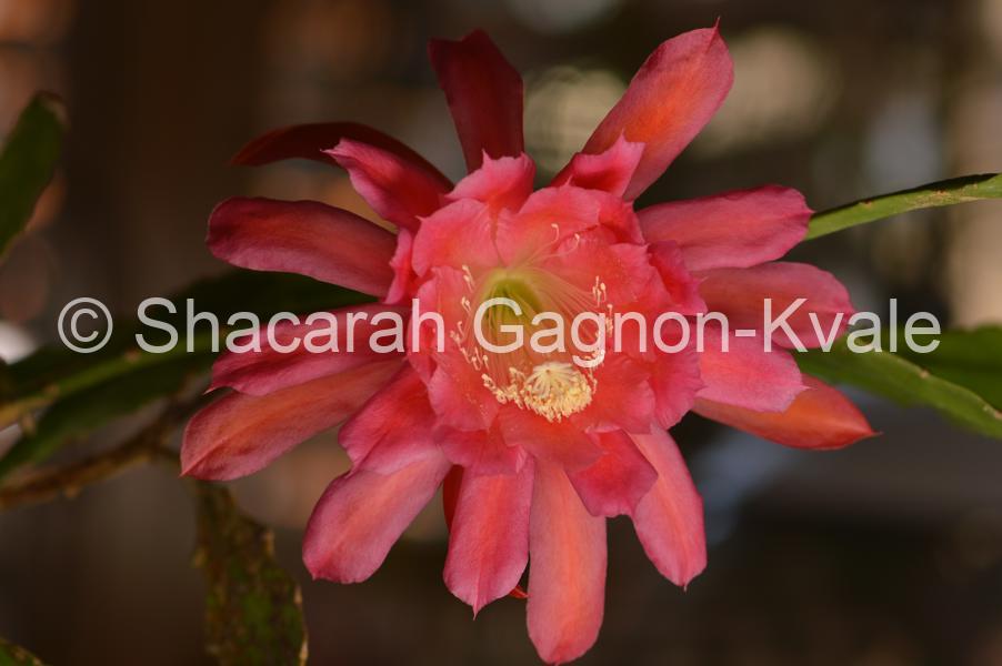 Disocactus hybrid – ‘American Sweetheart’ – Epiphytic Cacti